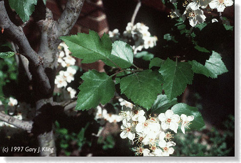 Crataegus viridis 'Winter King' leaves