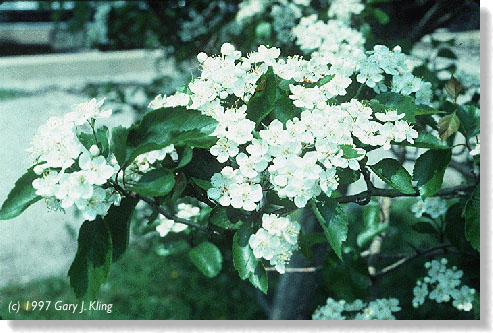 Crataegus viridis 'Winter King' flowers