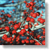Fruit