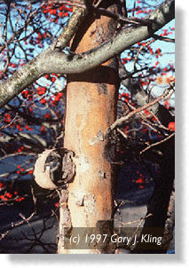 Bark