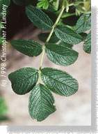 Leaves