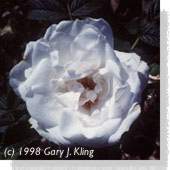 White Flower