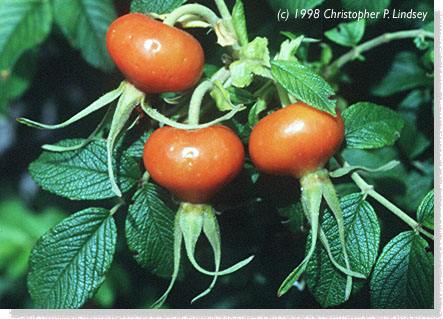 Rosa rugosa fruit/rosehip