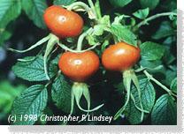 FRUIT