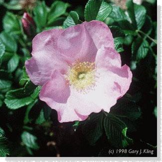 Rosa Rugosa 'Fru Dagmar Hastrup' flowers