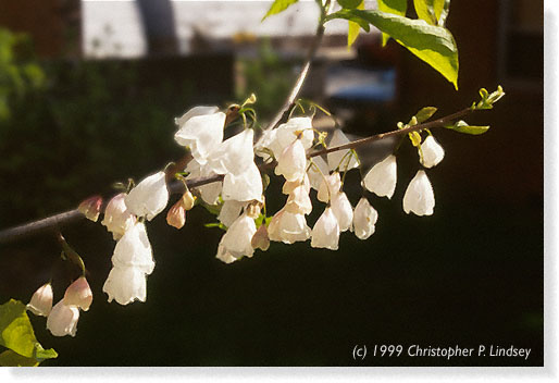 Halesia carolina flowers