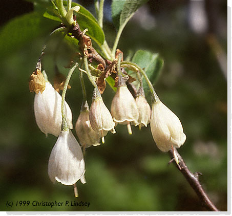 Halesia carolina flowers