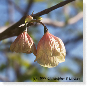Halesia carolina var. rosea flowers